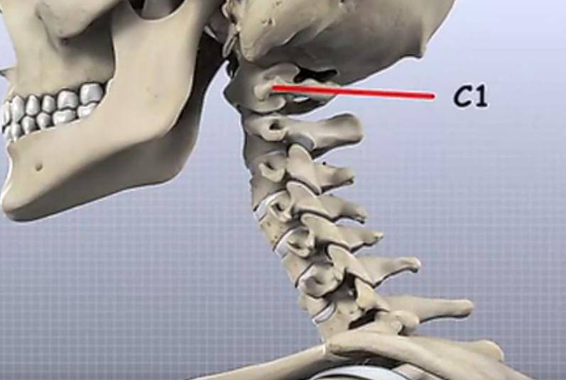 颈椎结构图片三维图图片