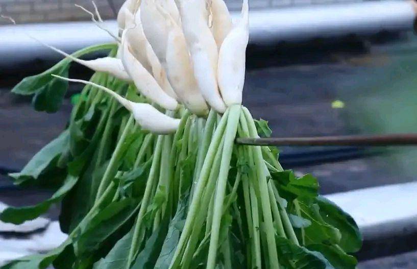 萝卜菜好吃有诀窍,学会湖南特色做法,开胃下饭,放一年都不坏!_农村