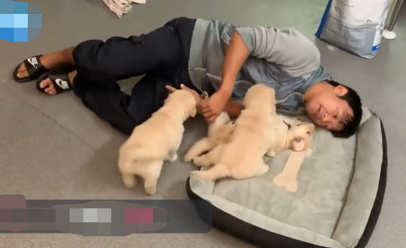 原创铲屎官抢小奶狗的窝,结果被它们暴揍了一顿,网友:奶凶奶凶的!