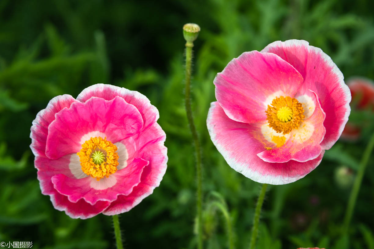 长春市百花园,那里有一片虞美人,目前正值花期,引来众多游人,特别是