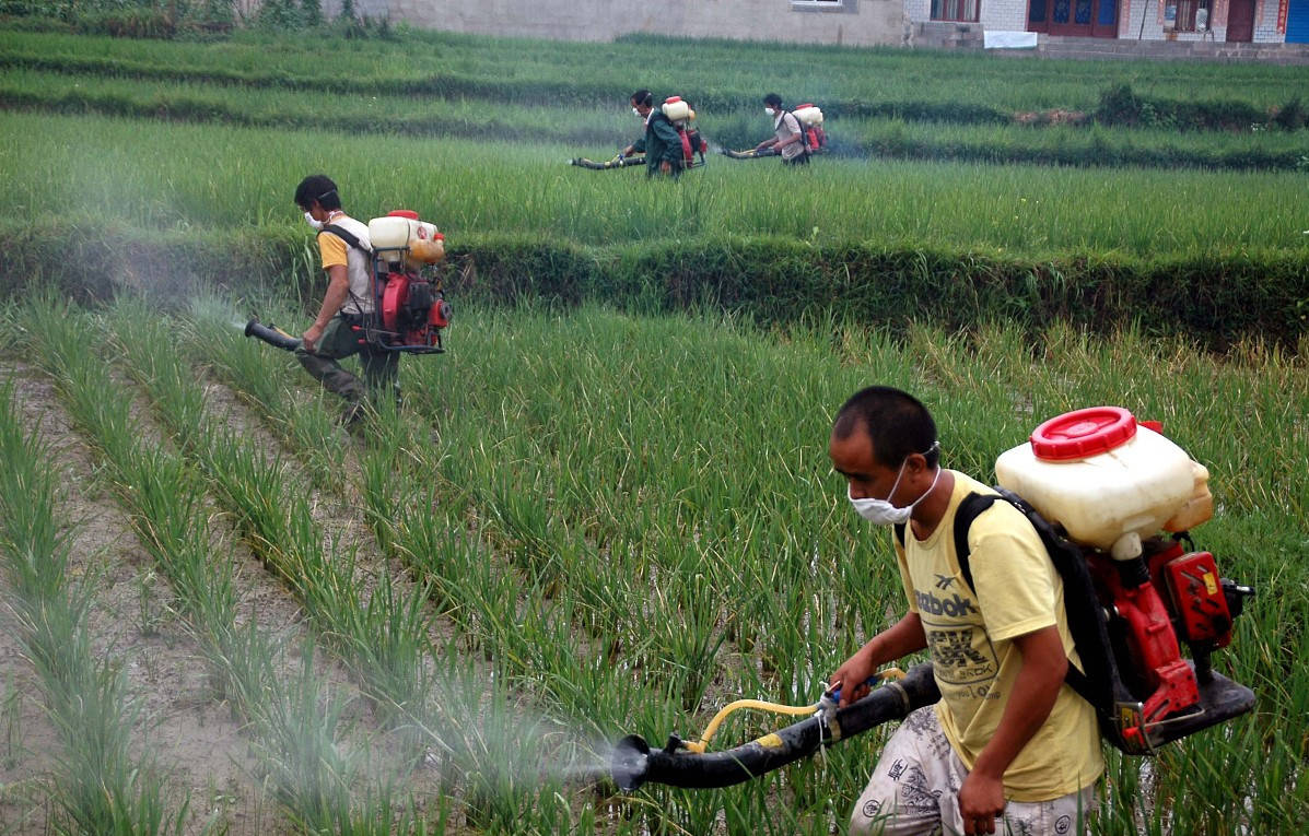 原创水稻卷叶虫要比往年迁飞早发生严重别慌用这个配方杀虫又杀卵