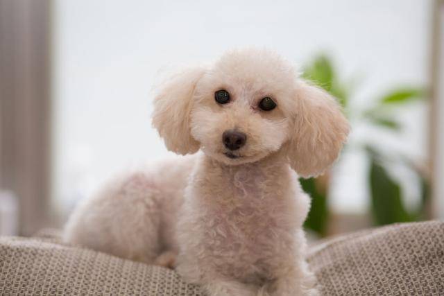 可爱!体型最小的9种狗狗,第一种可装进口袋