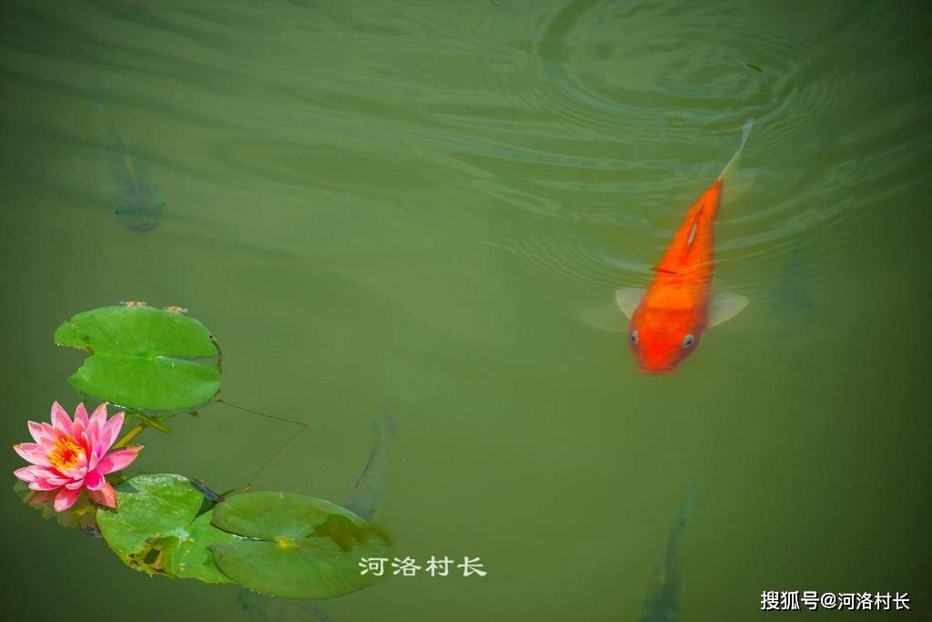 莲叶何田田鱼戏睡莲间