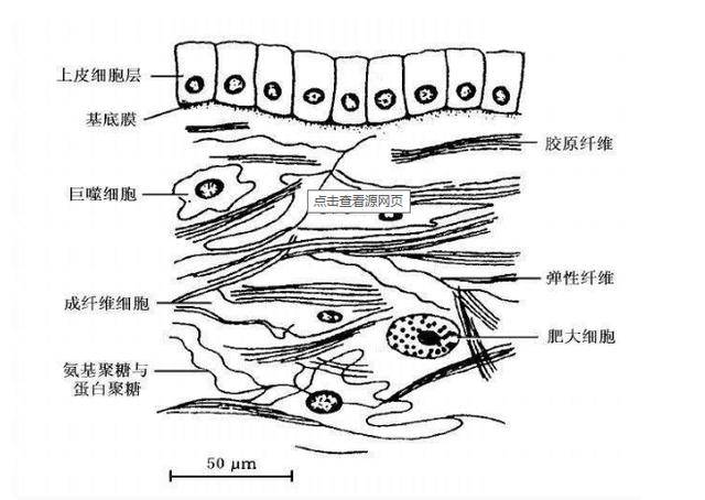 这个独家成分