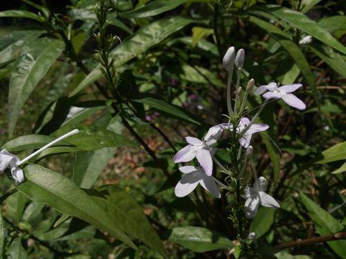 云南山壳骨,一种常用于跌打消肿的中草药植物,你认识吗