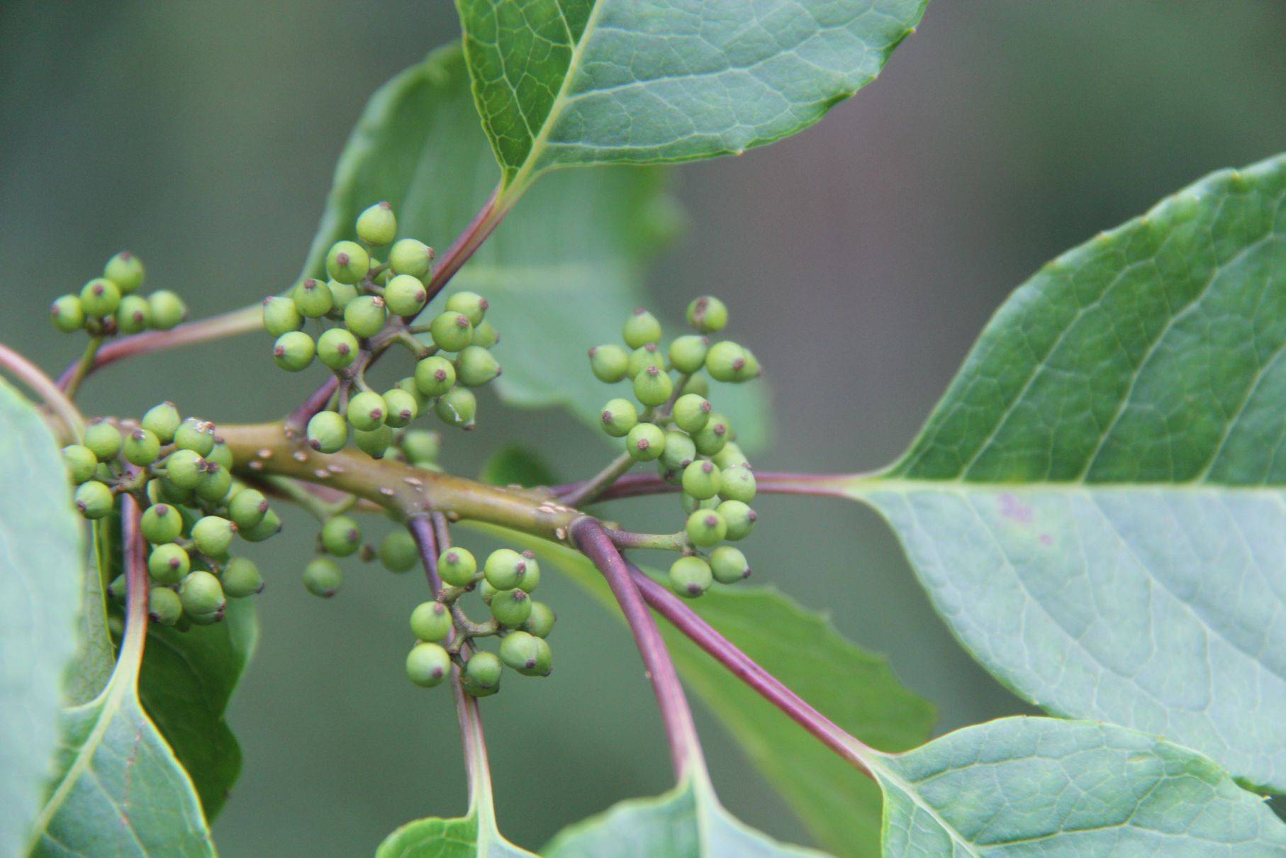 庆元植物1168-冬青科-冬青属-小果冬青