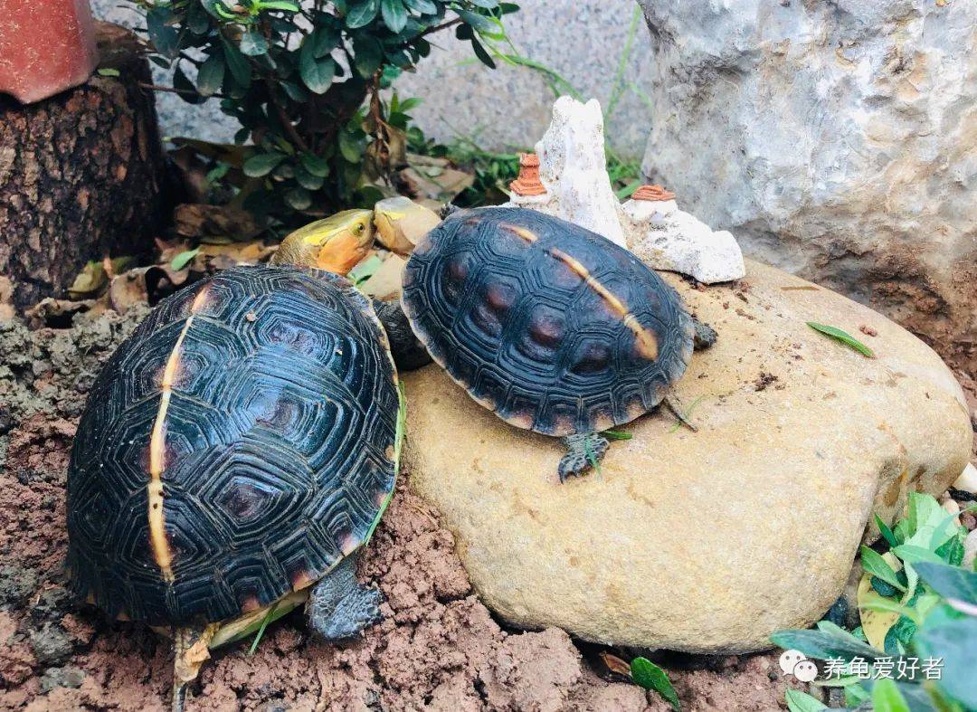 半水龟饲养，更适合造景还是裸缸呢？-搜狐大视野-搜狐新闻