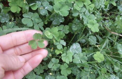 农民管它叫"酸果儿"吃起来有点酸酸的儿时美味,你吃过吗?