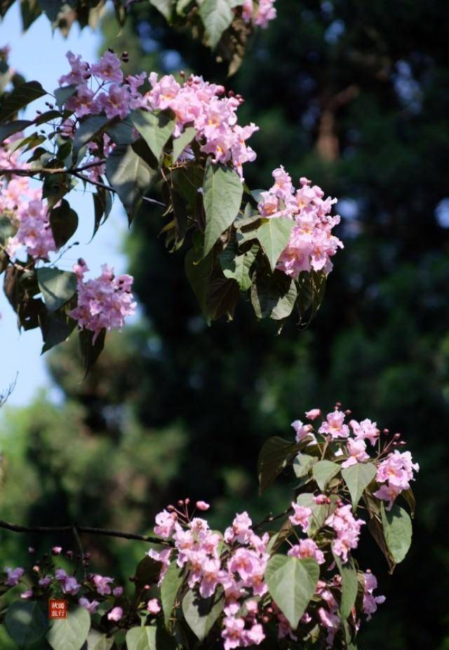 苏州常熟虞山北麓禅寺前,两棵220年楸树花开满枝,游人络绎不绝