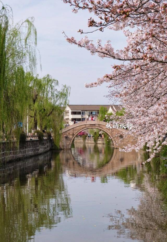 原创常熟护城河畔浓郁的水乡风情樱花灿若云霞赏樱市民络绎不绝