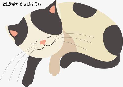 梦境解析，一只猫与母亲的误解——梦中被咬的深层含义