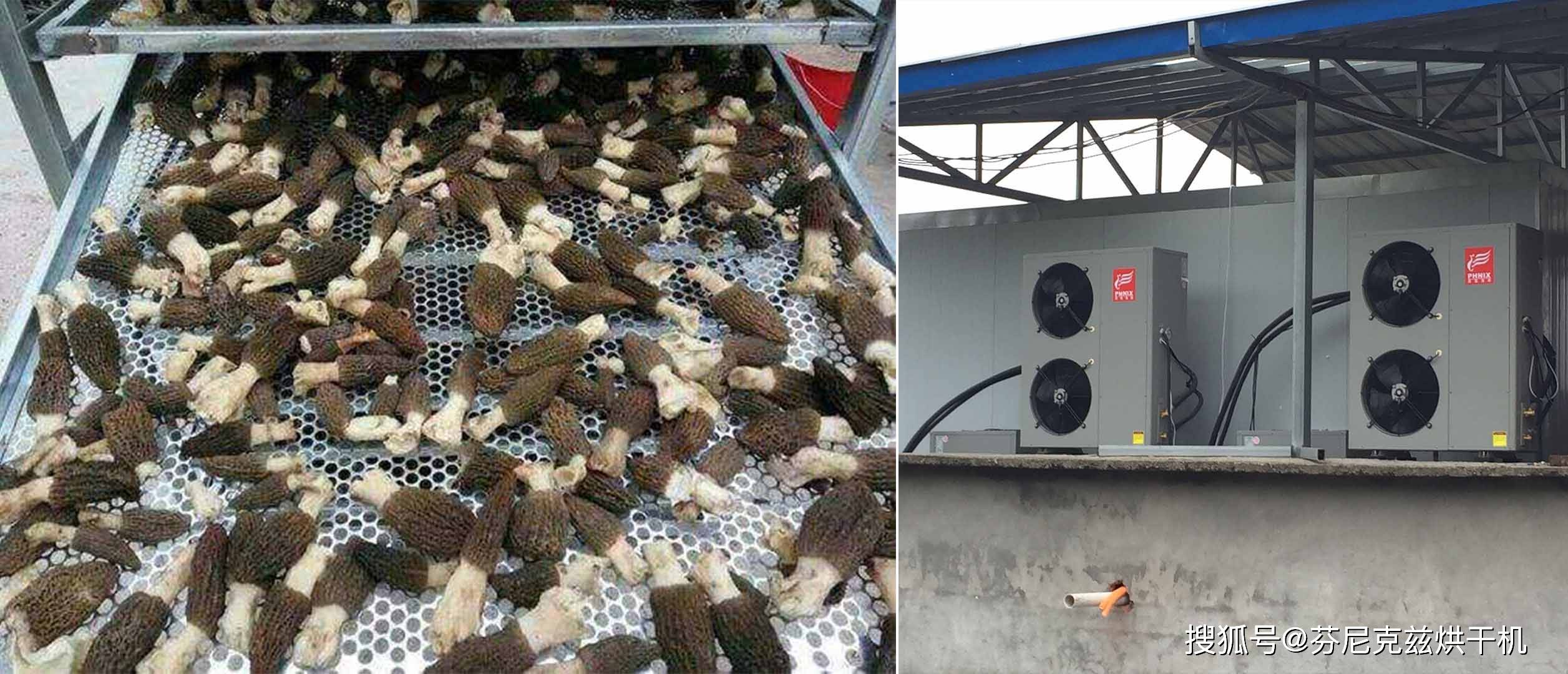 一种顶级食材"羊肚菌"干燥制作工艺