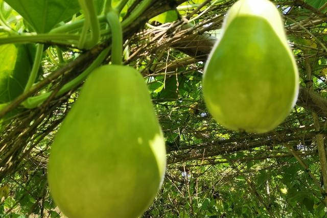 保持干燥,冷藏保存若非当天料理,整颗扁蒲应保持干燥,使用报纸包好,放