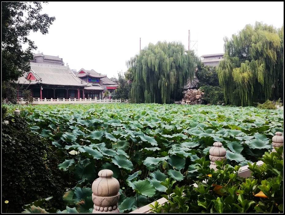 河北人遊河北之保定六漣漪夏豔八百年城市蓬萊一方天古蓮池掠影7