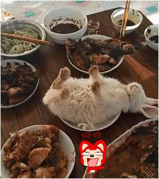 原创主人假装要吃兔子,将它放在盘子里时,兔子的反应逗笑众人