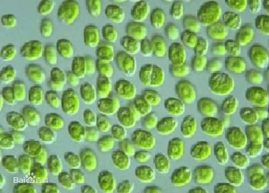 蓝藻显微镜下的图片图片