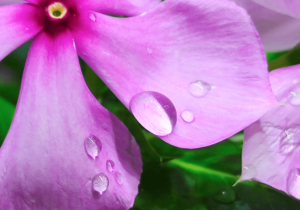 原创vivox50pro微云台拍出好照片如此简单