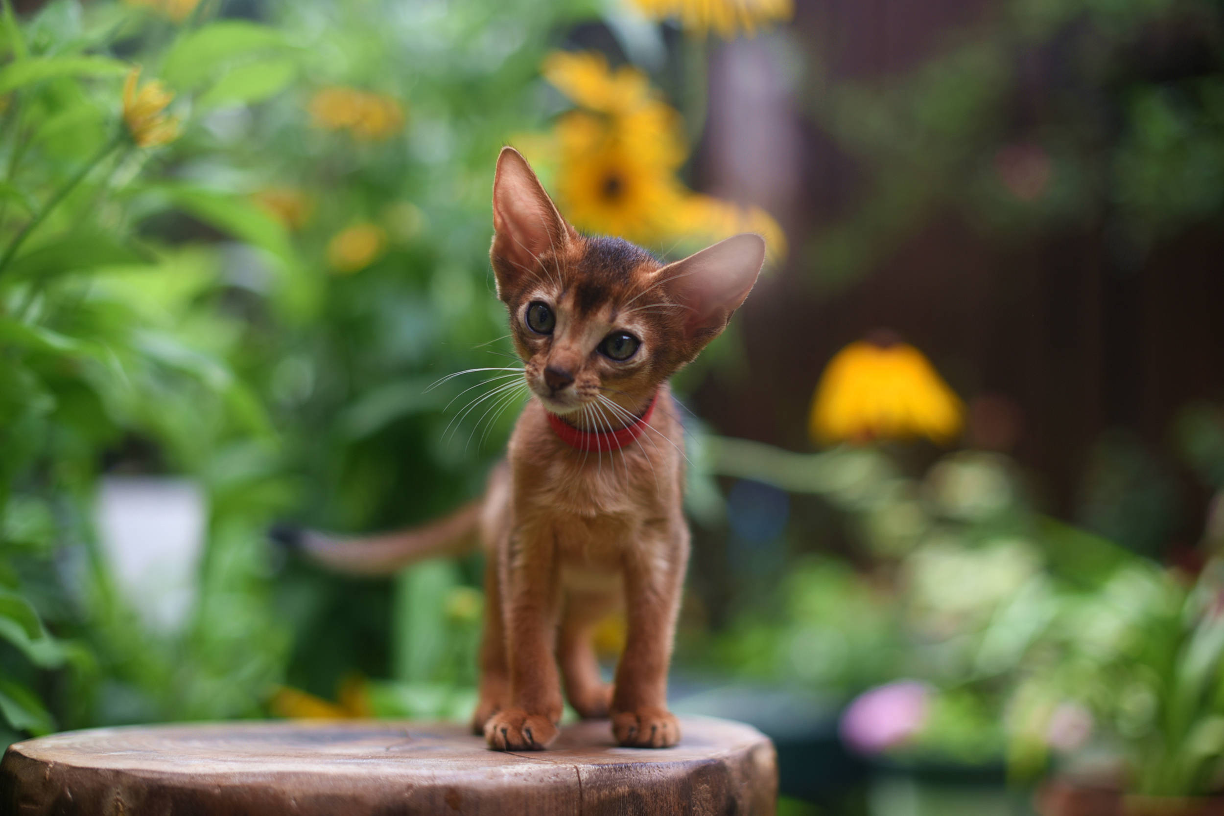 阿西比尼亚 猫图片