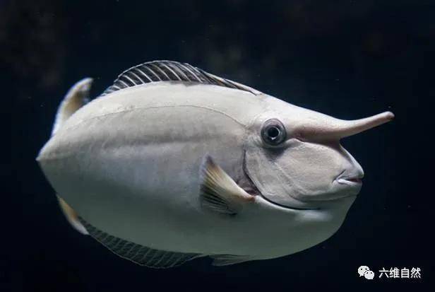 原创像长有长鼻子的一种鱼,突角鼻鱼长得越大,长鼻子就越明显!