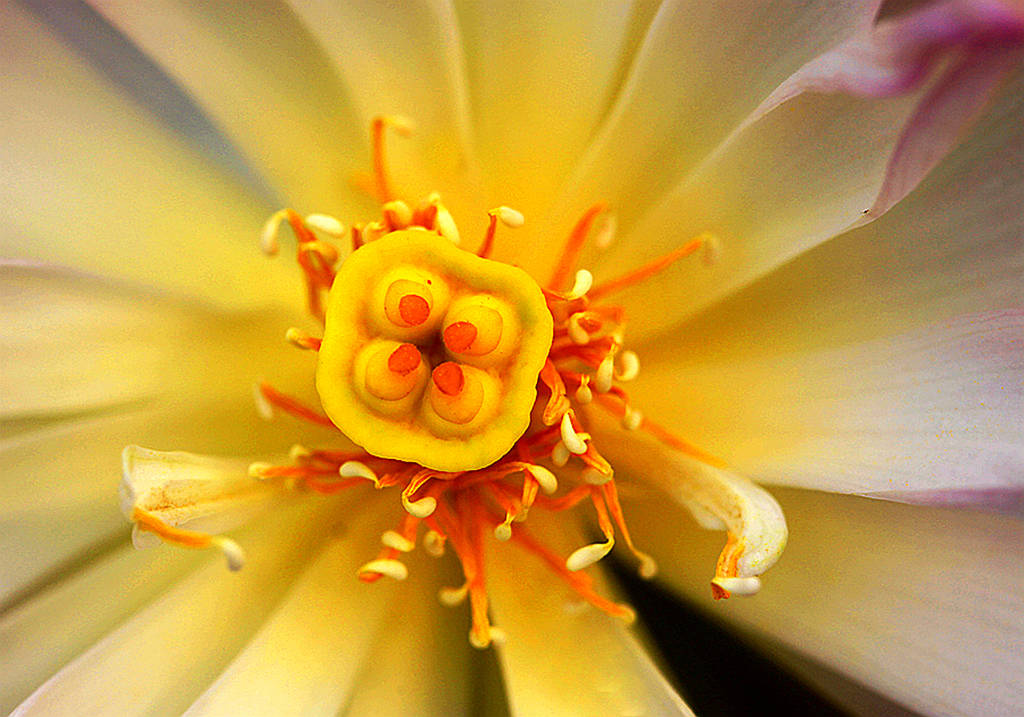 荷花的花芯也很美