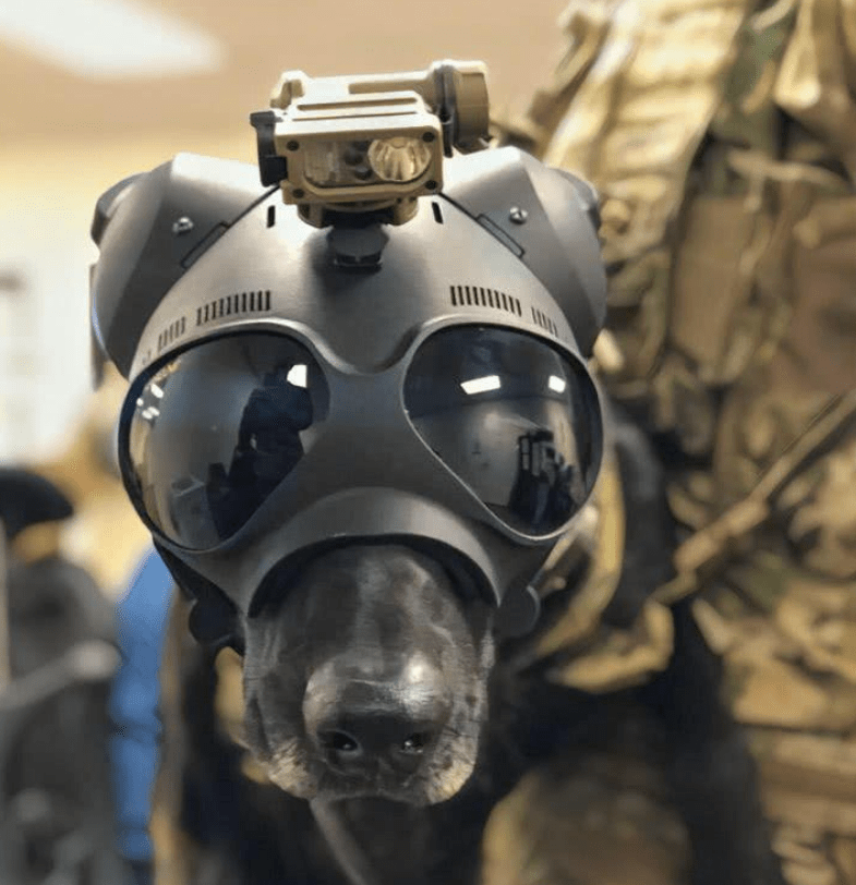 防护与颜值同在,美军军犬率先配上专用头盔!_装备了