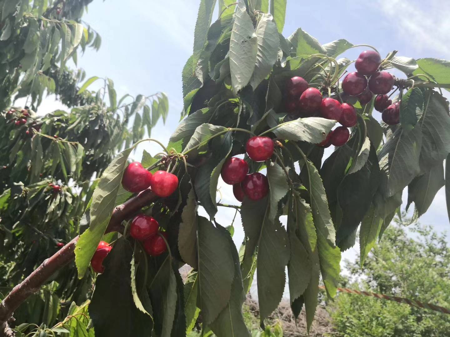 来大连体验樱桃季与民宿之旅!端午正当时!