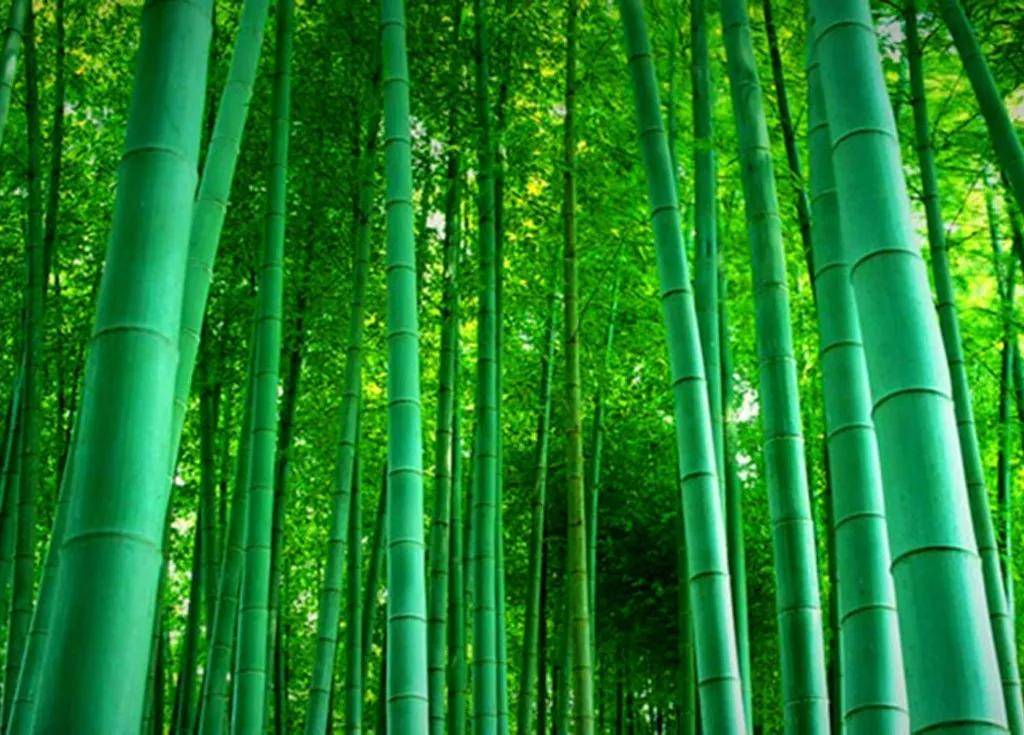 竹木门,以竹代木,开启你的"竹"生活!_竹子