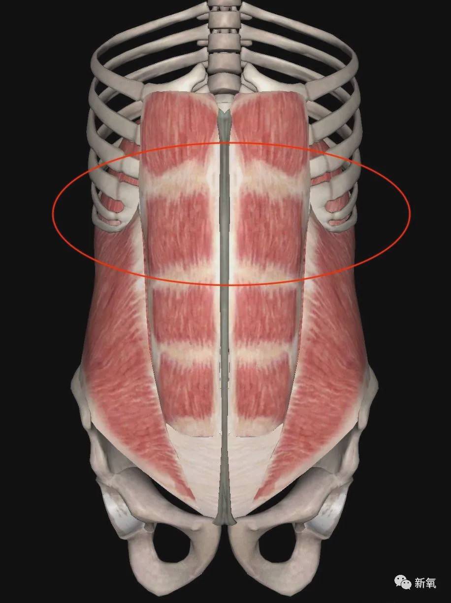 1米8大长腿,身材好到黄教主流口水,为什么卑微到替黄圣依提鞋?_肋骨