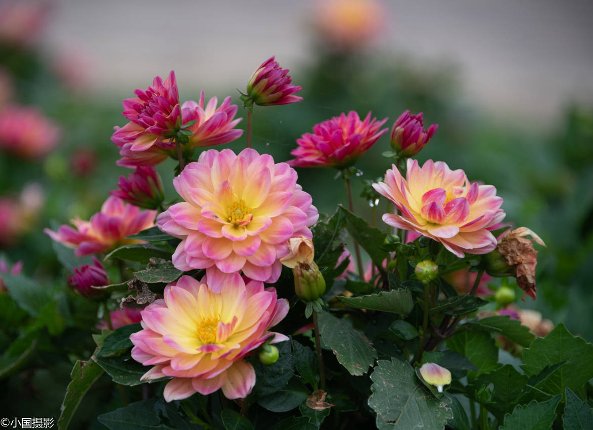 花卉摄影品种族群达到3万怎么拍必有一种姿势适合你