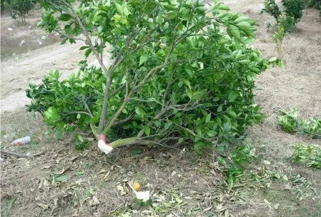 史上最严格的柑橘黄龙病树正确处理方法必须狠点以绝后患
