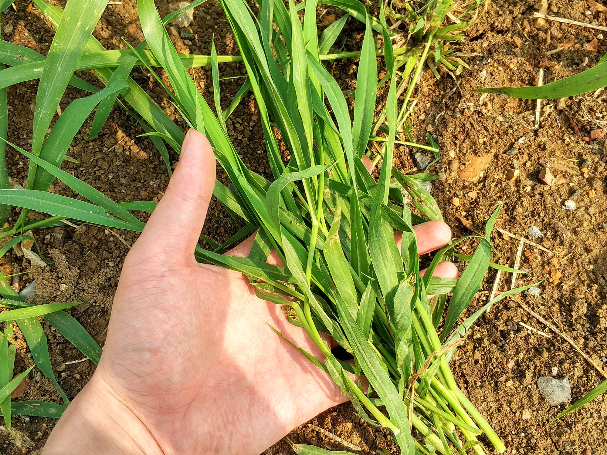 原创俗称拽倒驴曾是民间常见的凉茶原料如今却一文不值