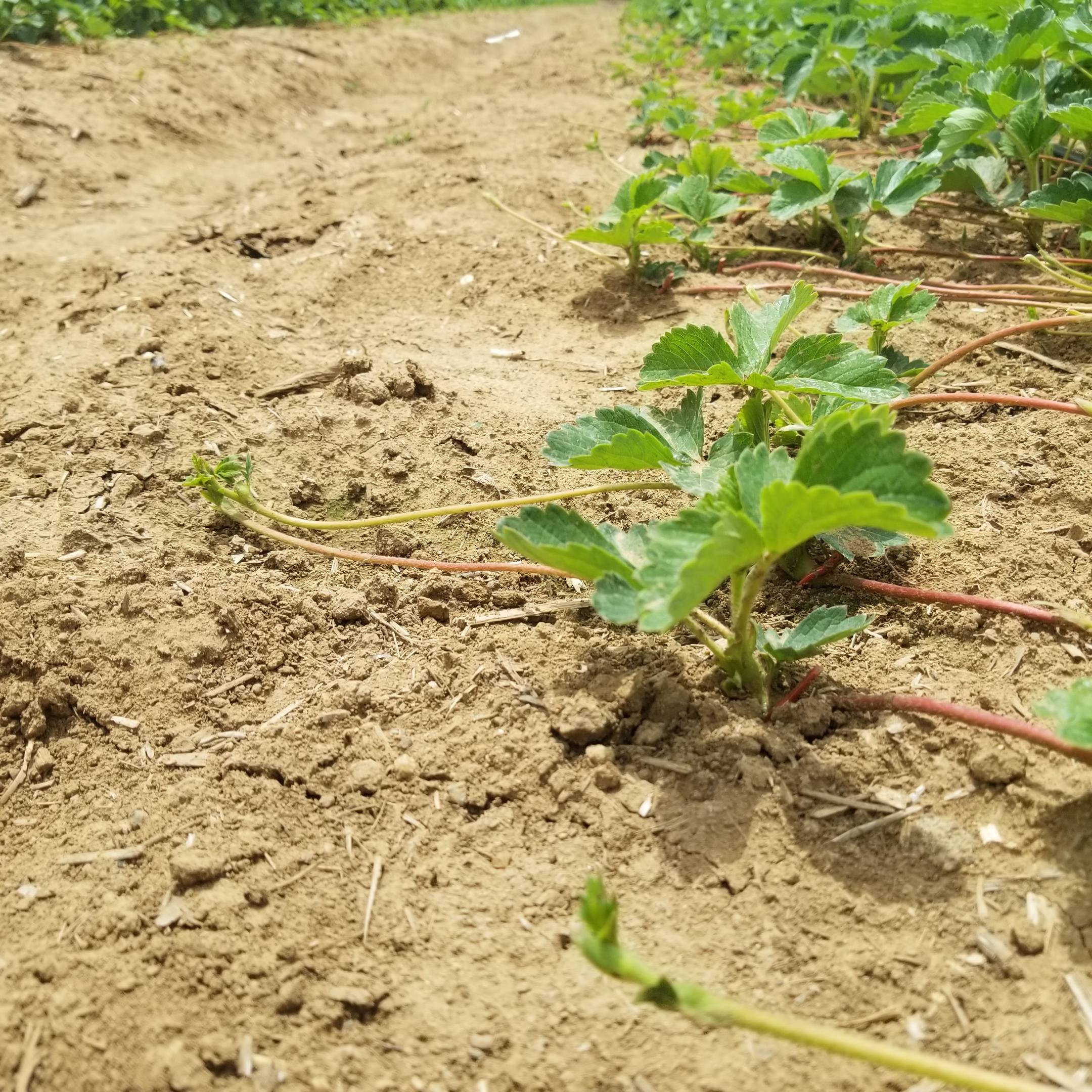 红颜草莓苗育苗期间一定要及时用药预防雨前雨后及时打药预防病害发生