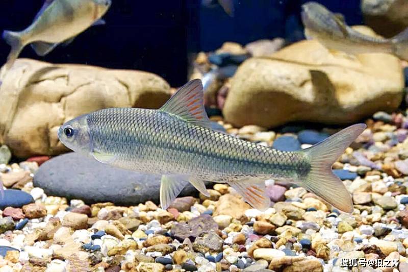 我国地大物博,山川秀丽河流众多,淡水鱼资源丰富,除了常见的草鱼,青鱼