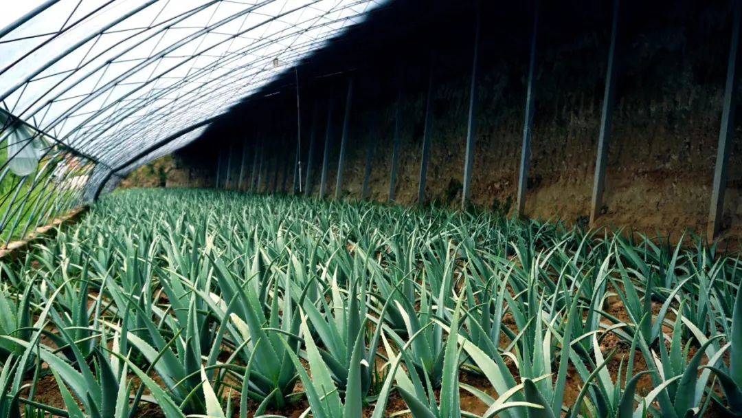 澳意芦荟原先有10万平方米有机芦荟种植基地,在2019年12月,专业测试