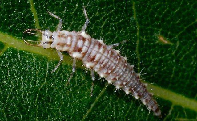 益虫害虫总是分不清楚图鉴它们保护友军益虫篇