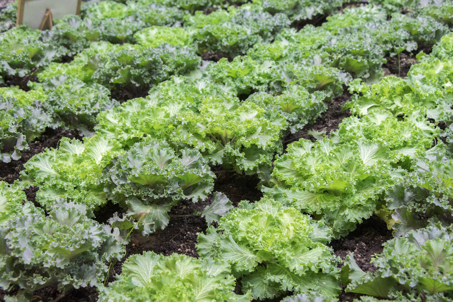 减脂道路上的几样低碳蔬菜吃它们准没错