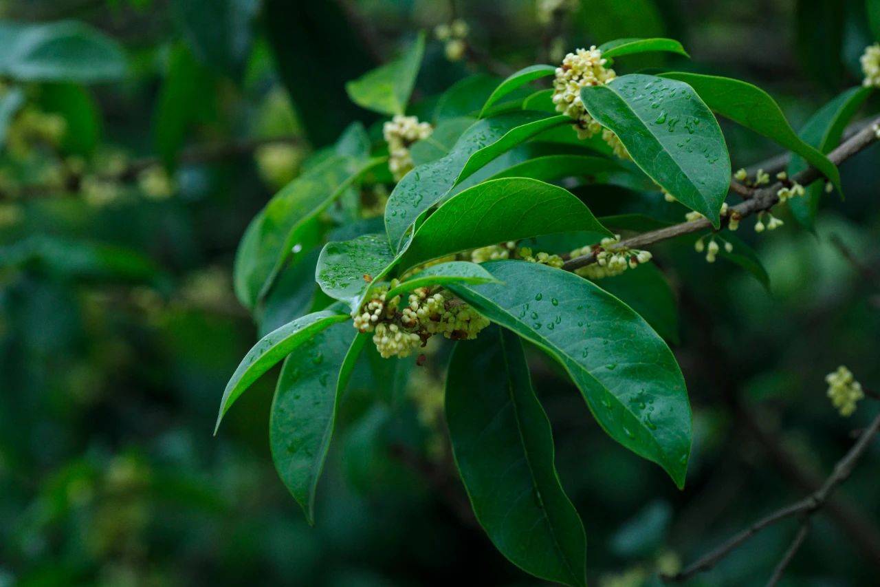 90%做饭的人都不知道,八角,桂皮,孜然.是这样长出来的!