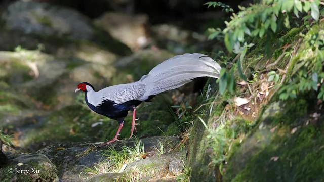 鸟种不在多,有明星鸟就灵