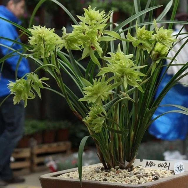 原创曾经天价的8种兰花如今跌落神坛普通人也买得起