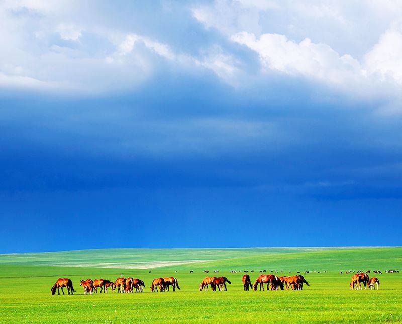 【雕刻时光】 我的蒙古马_草原