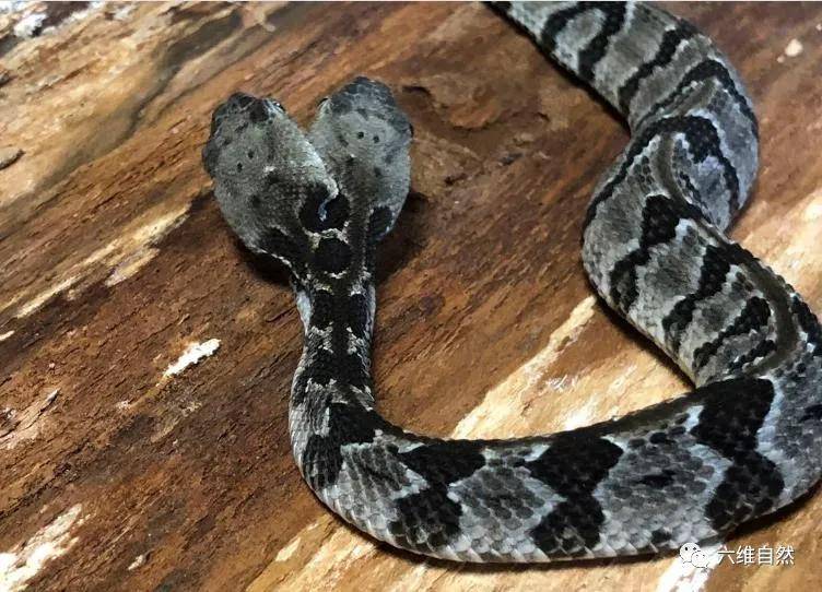 原创新泽西州发现一条变异响尾蛇,两蛇头四蛇眼,两蛇头会听哪一个?