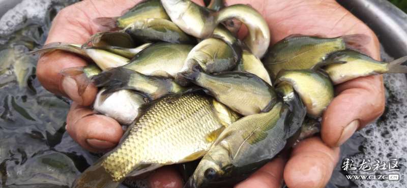 东北松浦镜鲤落户高原农谷-鱼菜共生基地!