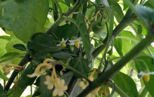 香端端结果香又甜