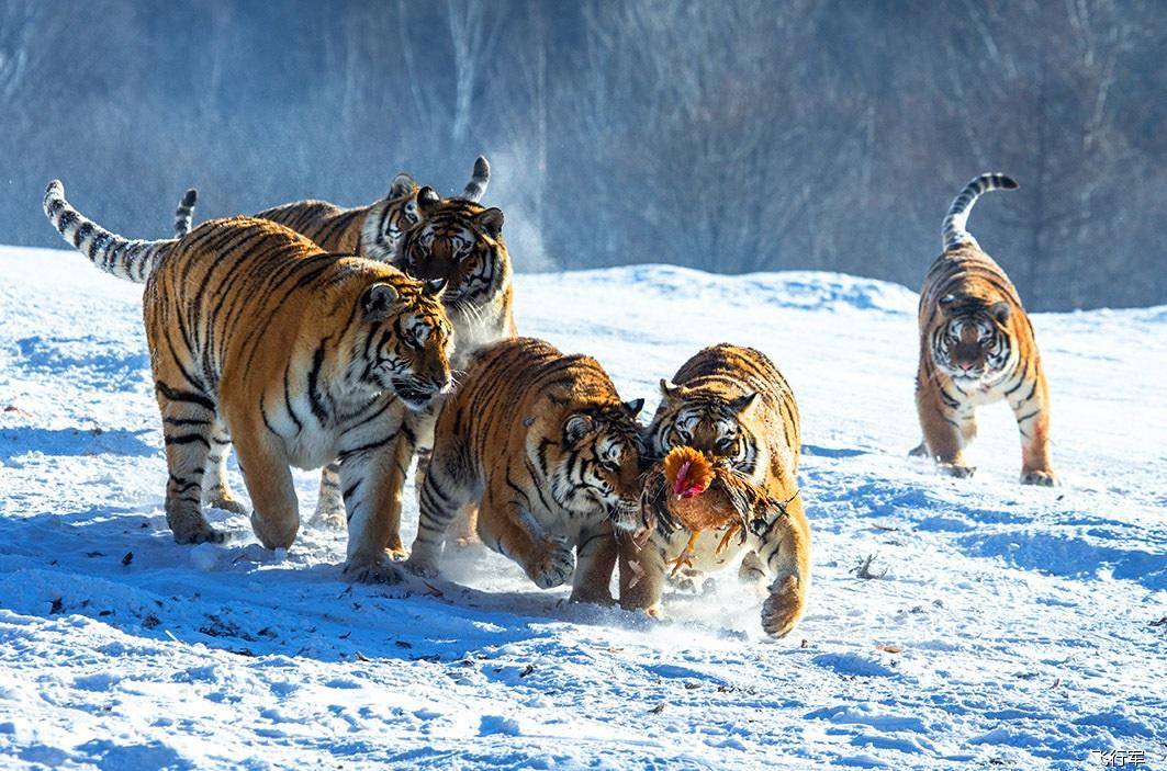 原创东北虎会捕食狗,但如果换成是藏獒,老虎还能捕食成功吗?