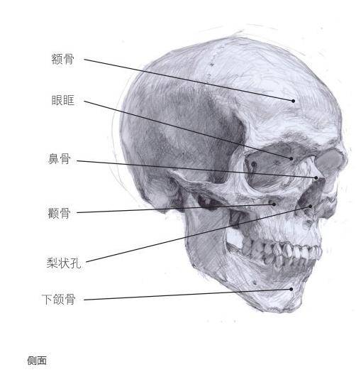 如何绘画男性头部结构