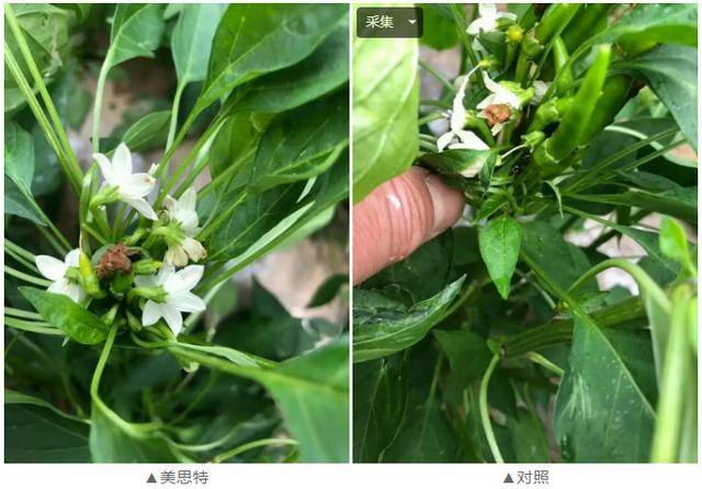 美思特:植株壯碩,花芽分化好,花多,坐果多;對 照:植株稍弱,花芽分化