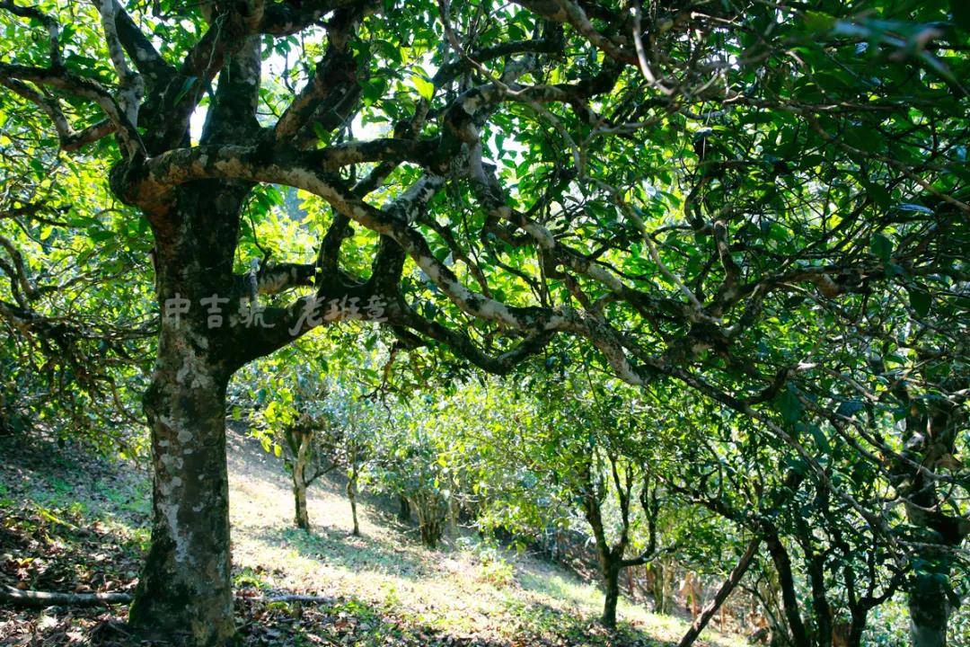 和而不同再现中吉号老班章价值