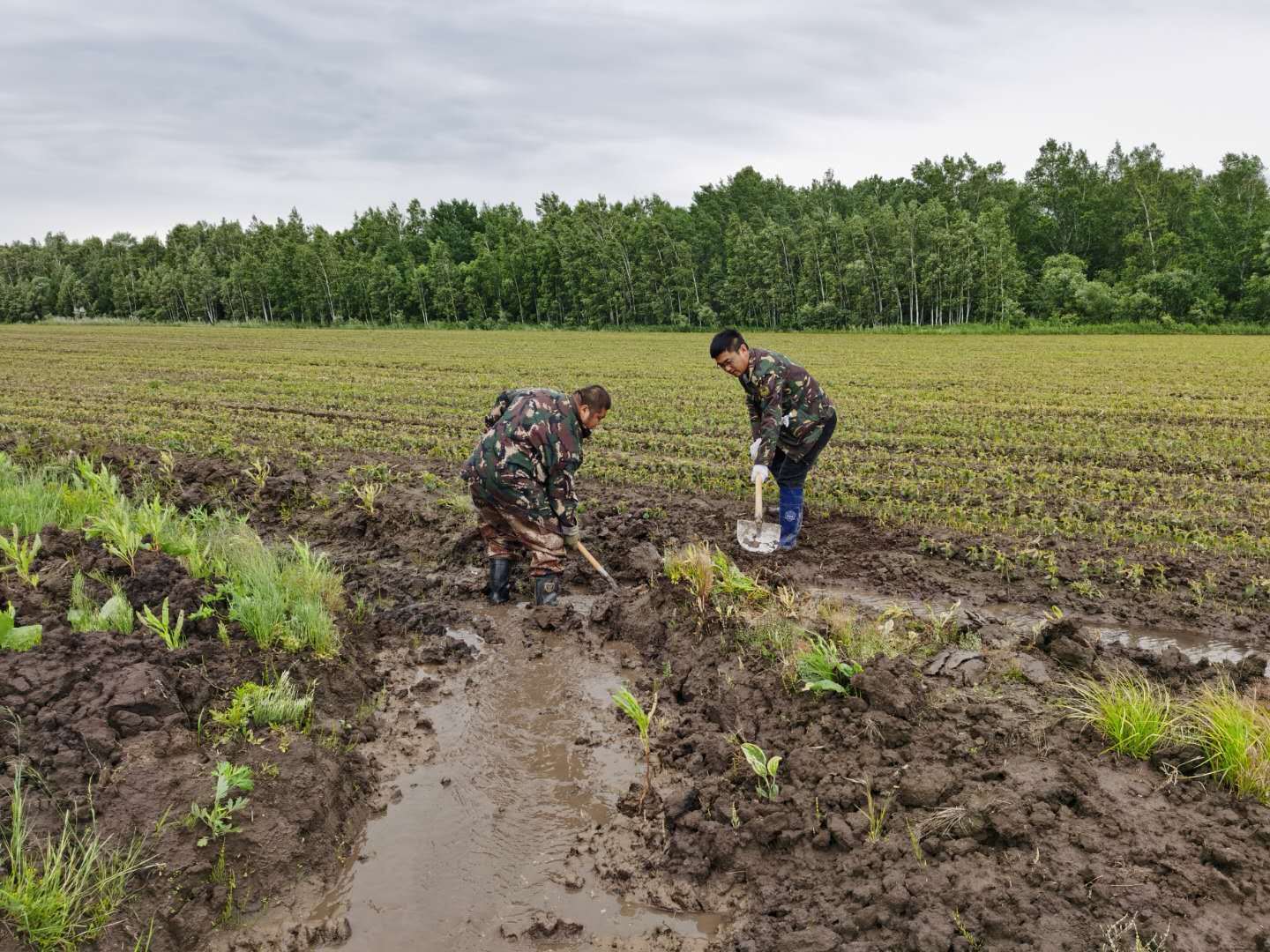 黑龙江饶河农场提升农田排水能力确保安全度汛_排涝