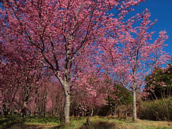 樱花品种4红粉佳人樱识别要点及形态特征