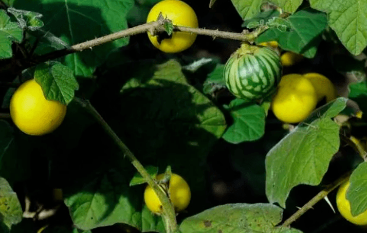 农村这5种常见野果都有毒千万别乱吃了